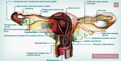 функциональная киста яичников